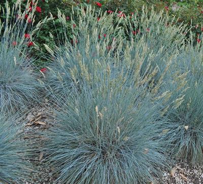 Festuca glauca
